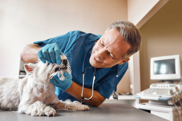 Best Emergency Tooth Extraction in Candlewick Lake, IL